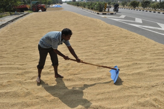 Nekatnya petani India jemur gabah di tengah jalan raya