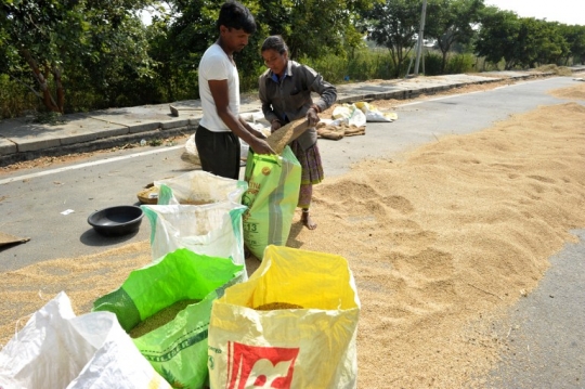 Nekatnya petani India jemur gabah di tengah jalan raya