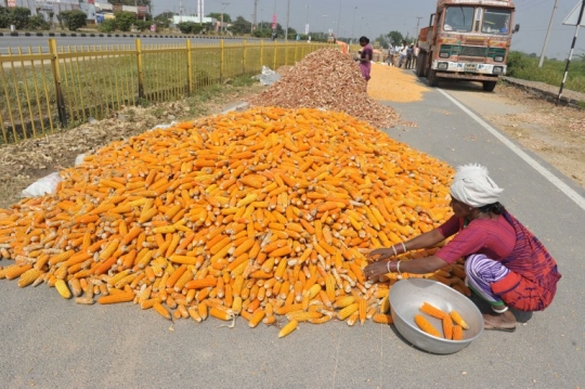 Nekatnya petani India jemur gabah di tengah jalan raya