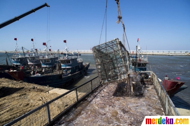 Foto : Melihat lebih dekat panen ubur-ubur di pesisir Laut 