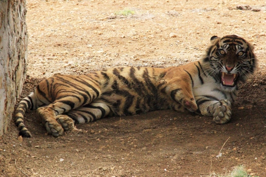 Kasihan, harimau ini kehilangan kaki karena terjebak perangkap babi