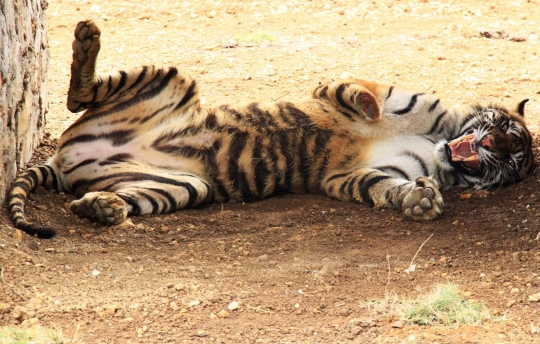 Kasihan, harimau ini kehilangan kaki karena terjebak perangkap babi