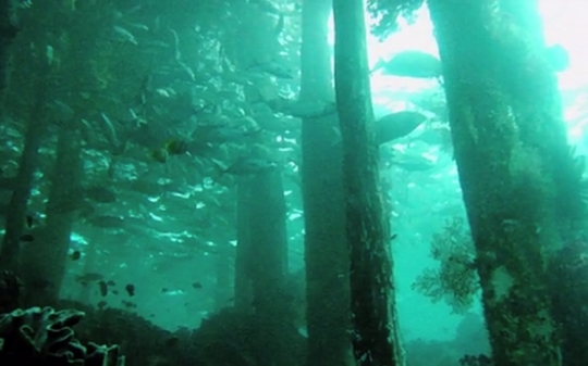 Menikmati keindahan 5 hutan bawah air di berbagai belahan dunia