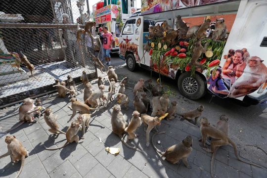 Kebebasan monyet-monyet Bangkok di Festival Buffet Thailand