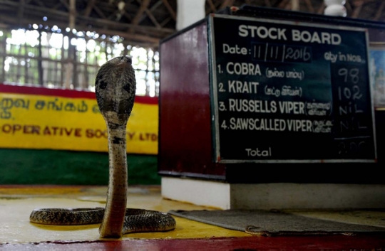 Potret kehidupan pemburu kobra di India
