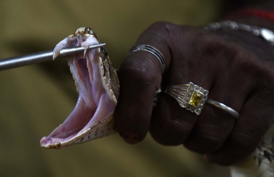 Potret kehidupan pemburu kobra di India