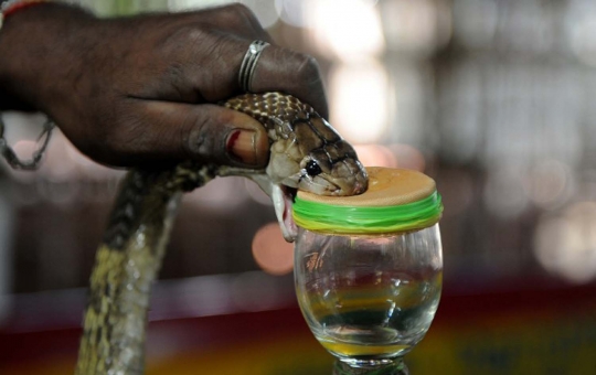 Potret kehidupan pemburu kobra di India