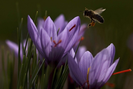 Melihat panen bunga saffron, rempah-rempah termahal di dunia