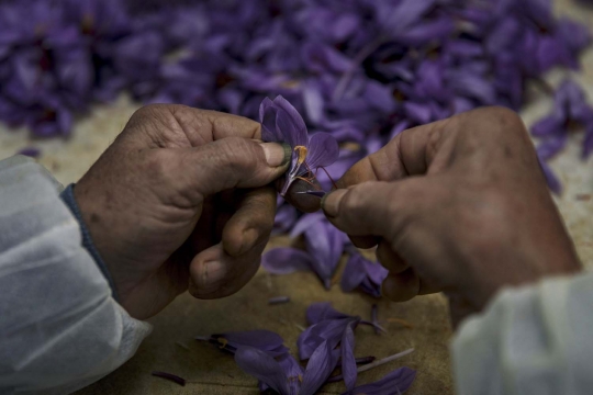 Melihat panen bunga saffron, rempah-rempah termahal di dunia