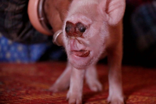 Babi berwajah mengerikan gegerkan China