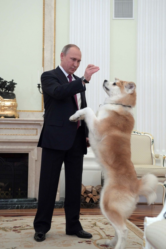 Akrabnya Putin dan anjing lucu hadiah dari Jepang