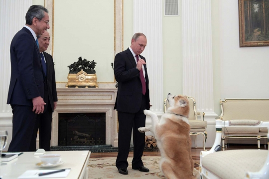 Akrabnya Putin dan anjing lucu hadiah dari Jepang