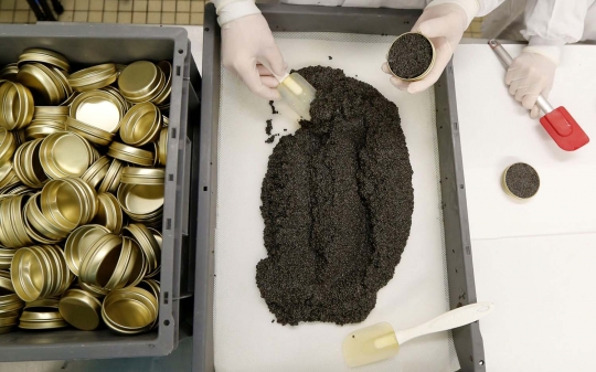 Begini proses produksi kaviar, kuliner lezat termahal dunia