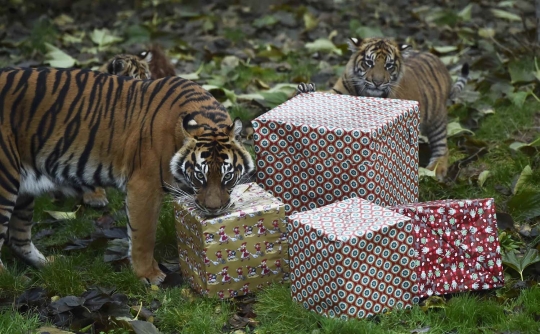 Lucunya Harimau Sumatera di London antusias buka kado Natal