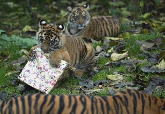 Lucunya Harimau Sumatera di London antusias buka kado Natal