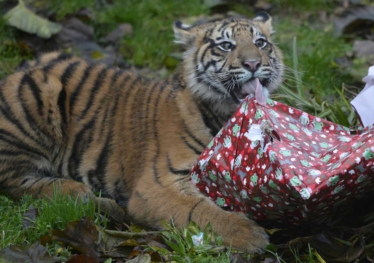 Lucunya Harimau Sumatera di London antusias buka kado Natal