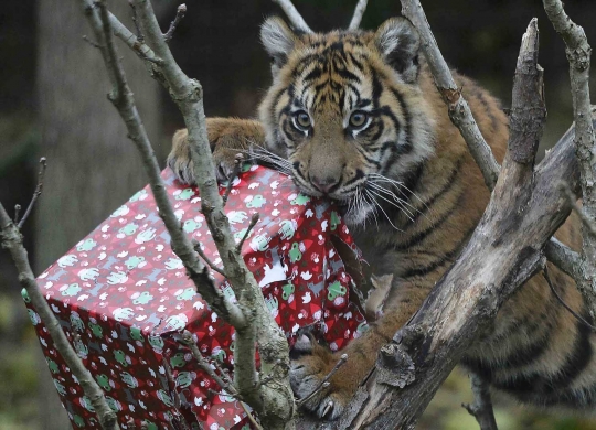 Lucunya Harimau Sumatera di London antusias buka kado Natal