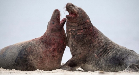 Pertarungan berdarah anjing laut demi perebutkan betina