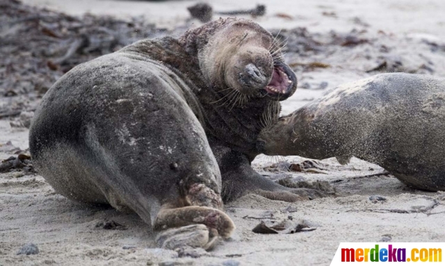 Foto Pertarungan Berdarah Anjing Laut Demi Perebutkan Betina