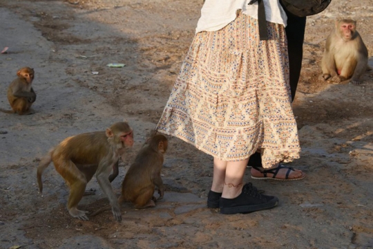 Mengunjungi kuil monyet di India