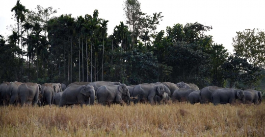 Lapar, ratusan gajah di India serbu perkebunan warga
