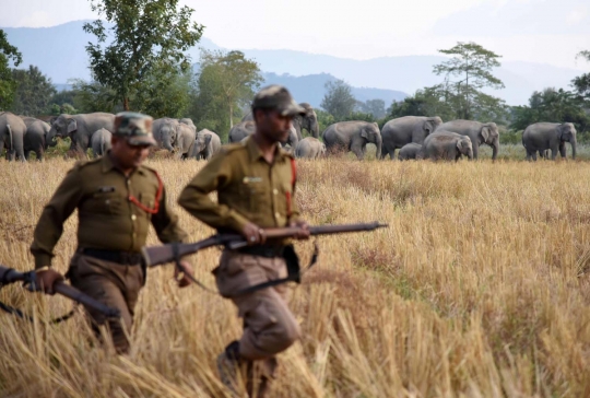 Lapar, ratusan gajah di India serbu perkebunan warga