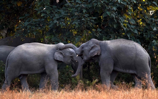 Lapar, ratusan gajah di India serbu perkebunan warga