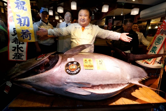 Ini wujud ikan tuna raksasa seharga Rp 8,5 miliar