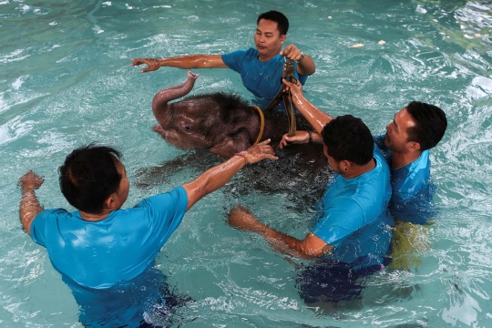 Kasihan, bayi gajah ini alami luka parah karena jebakan manusia