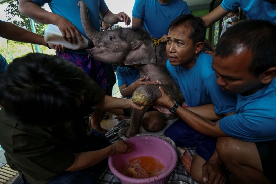 Kasihan, bayi gajah ini alami luka parah karena jebakan manusia