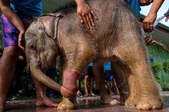 Kasihan, bayi gajah ini alami luka parah karena jebakan manusia