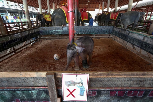 Kasihan, bayi gajah ini alami luka parah karena jebakan manusia