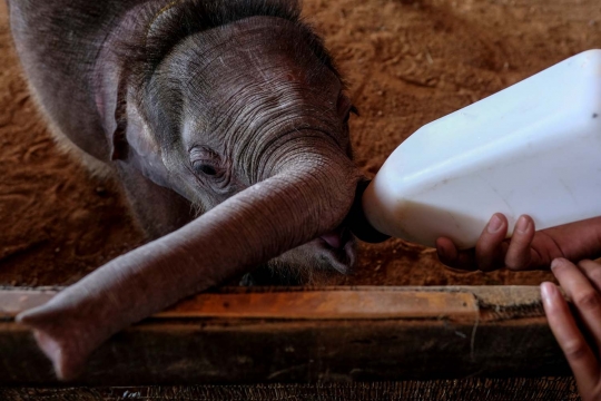 Kasihan, bayi gajah ini alami luka parah karena jebakan manusia