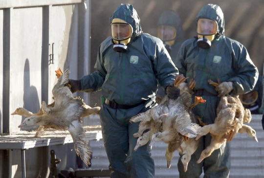 Darurat flu burung, Prancis musnahkan ribuan bebek