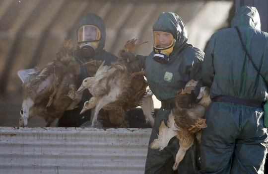 Darurat flu burung, Prancis musnahkan ribuan bebek