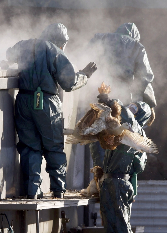 Darurat flu burung, Prancis musnahkan ribuan bebek