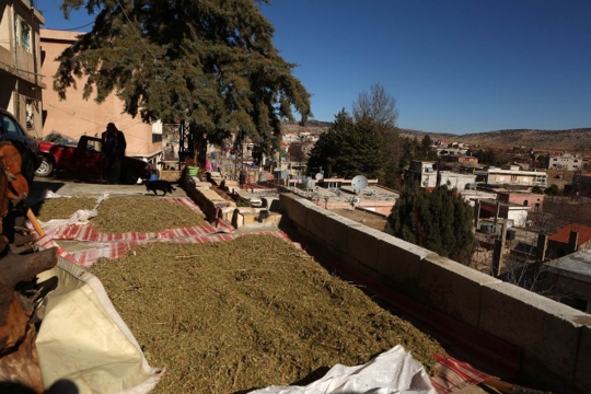 Intip budidaya ganja rumahan di Lebanon