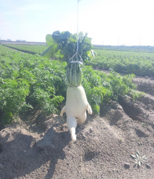 Sayur-sayuran berbentuk aneh ini bakal bikin mata menengok 2 kali