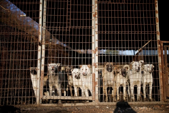 Jutaan ekor anjing diselamatkan dari santapan manusia di Korsel