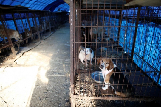 Jutaan ekor anjing diselamatkan dari santapan manusia di Korsel
