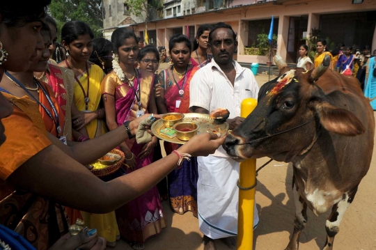 Intip wanita-wanita cantik India rayakan festival panen Tamil