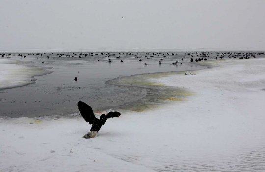 Danau Dojran membeku, burung-burung terjebak es