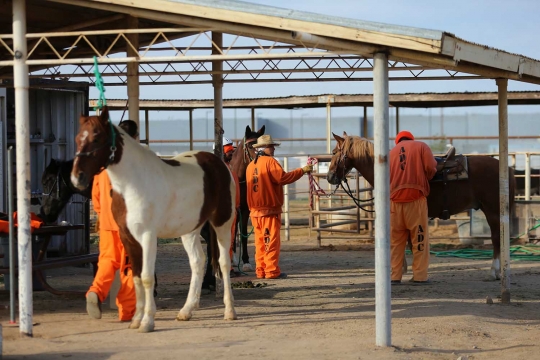 Intip cara narapidana AS latih kuda untuk patroli di perbatasan