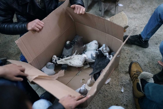 Menengok pusat pelelangan burung merpati hias di Turki