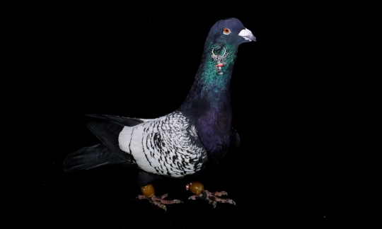Menengok pusat pelelangan burung merpati hias di Turki