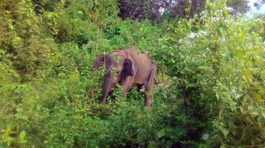 Meratapi kondisi anak gajah di Aceh alami gizi buruk