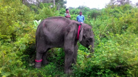 Meratapi kondisi anak gajah di Aceh alami gizi buruk