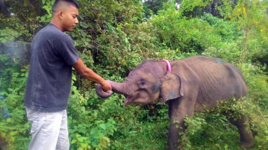 Meratapi kondisi anak gajah di Aceh alami gizi buruk