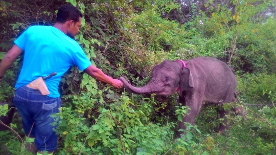 Meratapi kondisi anak gajah di Aceh alami gizi buruk