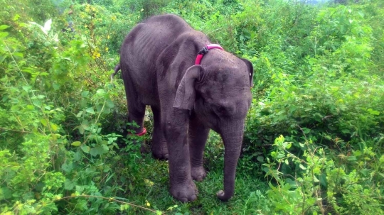 Meratapi kondisi anak gajah di Aceh alami gizi buruk